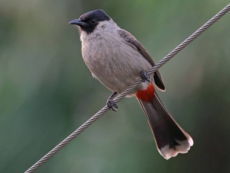 Sooty-headed Bulbul, Photos 3