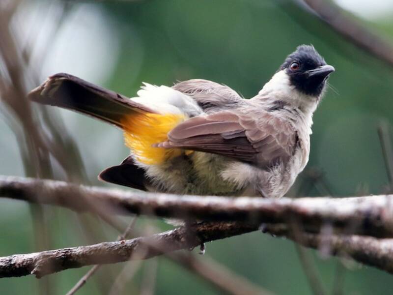 Sooty-headed Bulbul, Photos 2