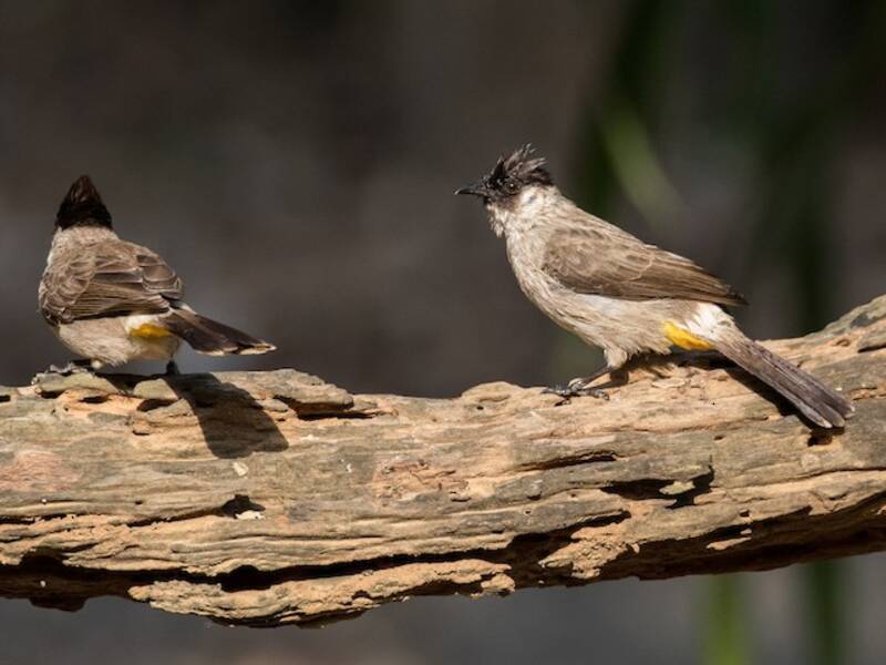 Sooty-headed Bulbul, Photos 4