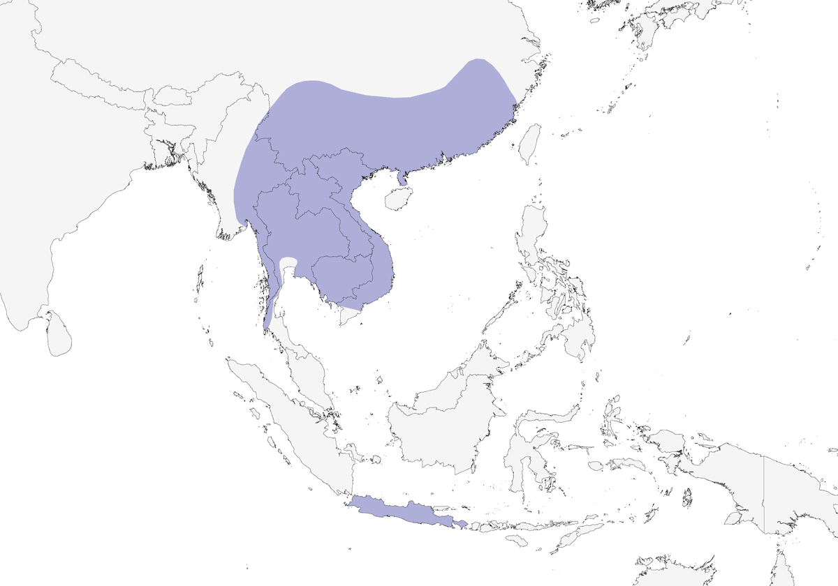 Sooty-headed Bulbul, Distribution 1