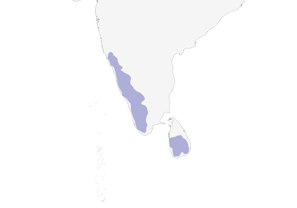 Maina delle colline meridionale, Distribuzione 1