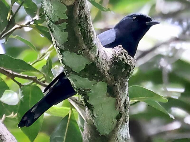 Solomons Cicadabird, Photos 2
