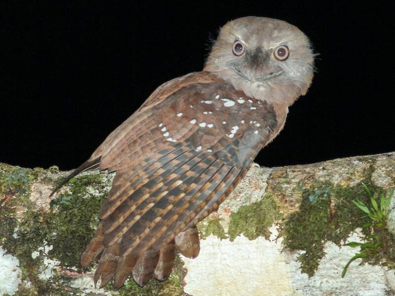 Solomons Frogmouth (Rigidipenna inexpectata)