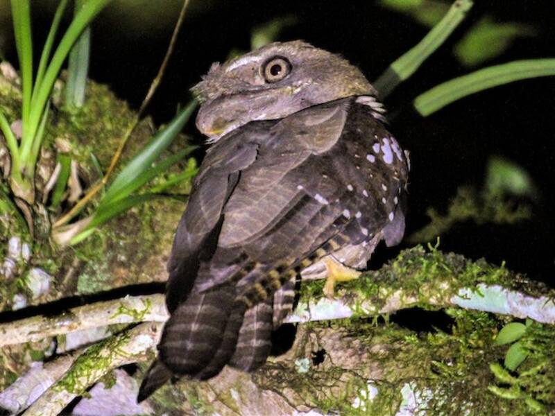 Salomonen-Froschmaul, Fotos 4