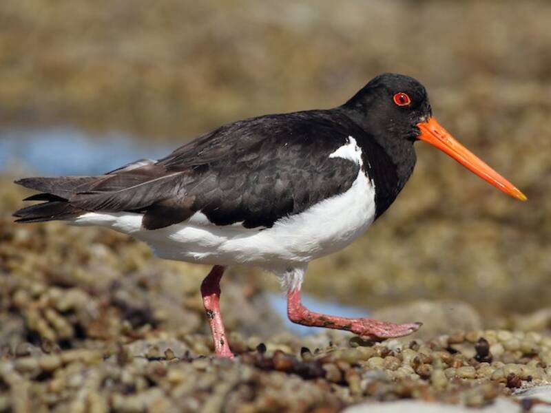 South Island Oystercatcher, Photos 4