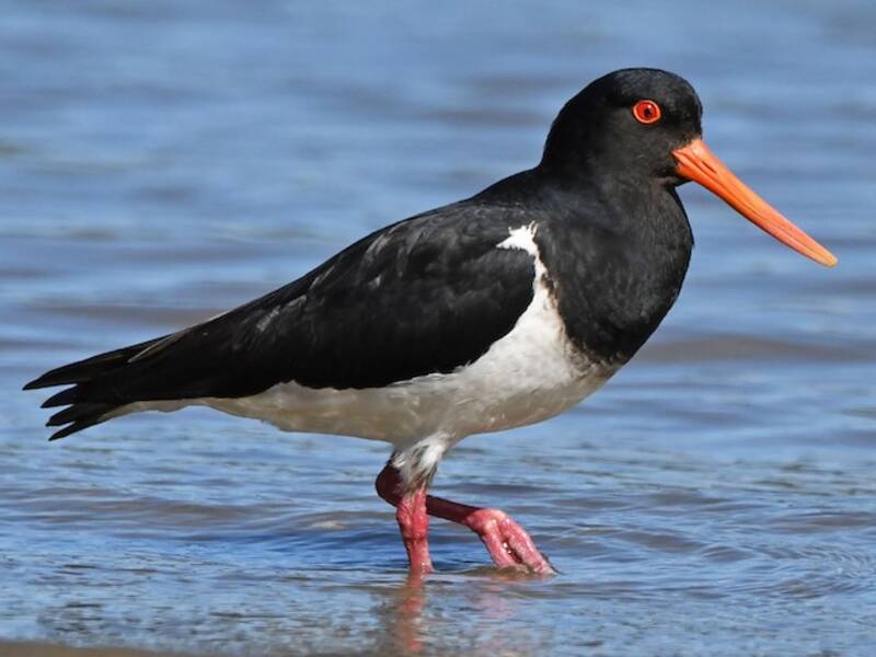 South Island Oystercatcher, Photos 3