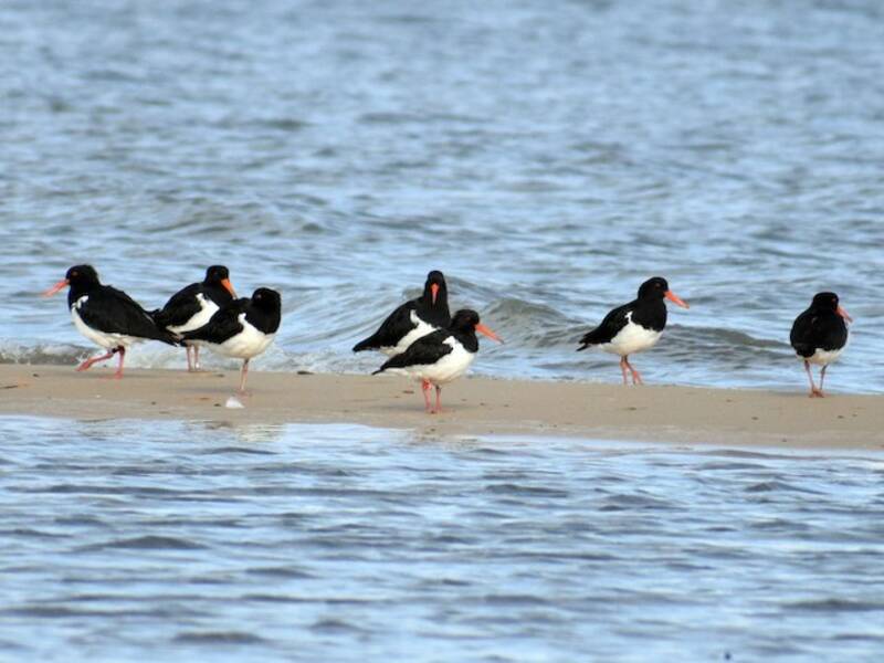 South Island Oystercatcher, Photos 2