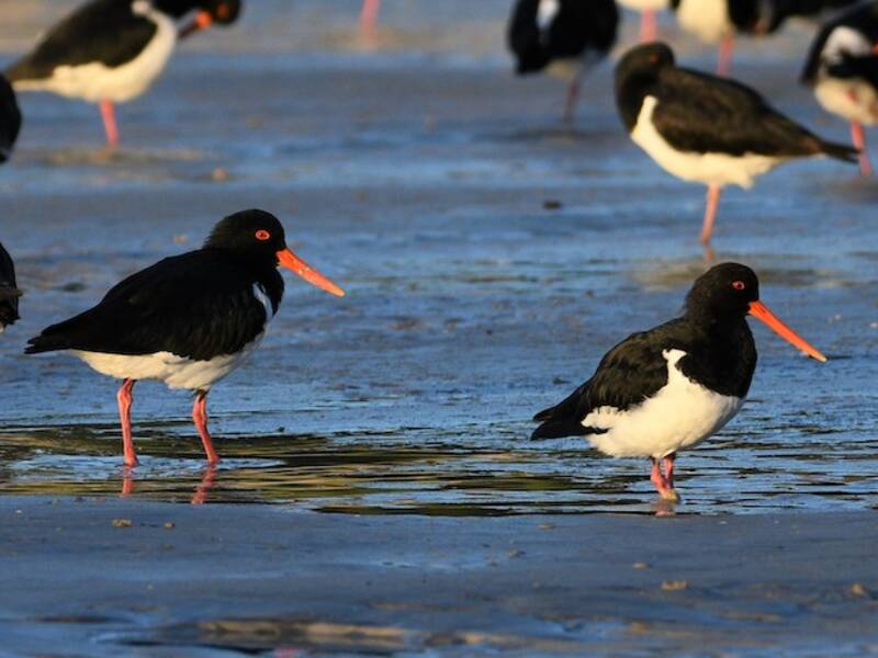 South Island Oystercatcher