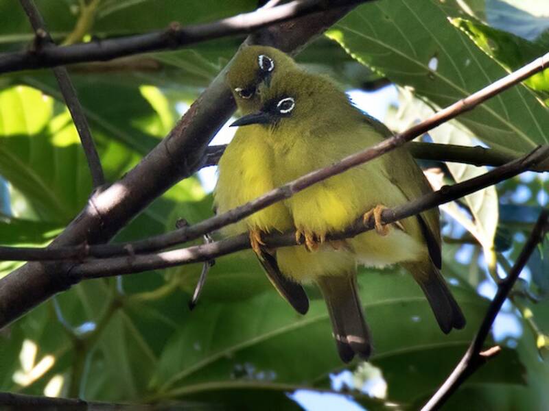 Salomons-Brillenvogel, Fotos 2