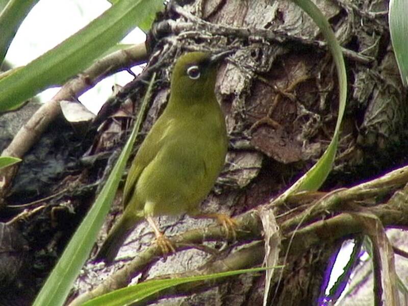 Salomons-Brillenvogel, Fotos 3