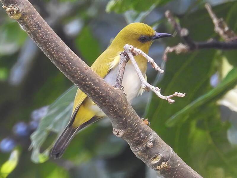 Dark-eyed White-eye