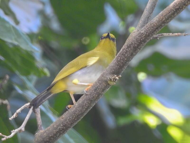 Dark-eyed White-eye, Photos 2
