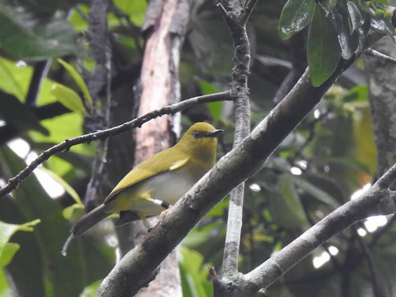 Dark-eyed White-eye, Photos 3