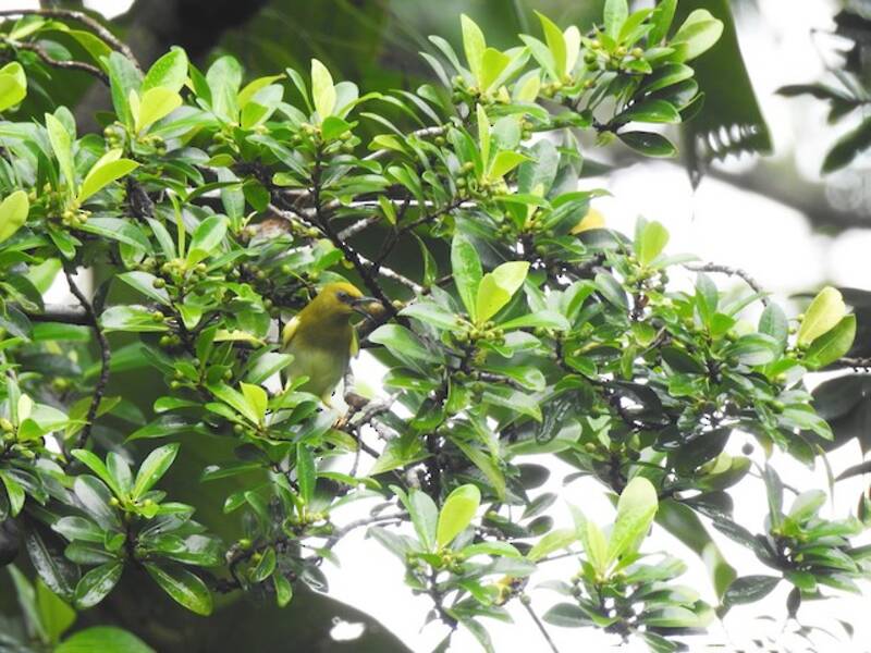 Dark-eyed White-eye, Photos 4
