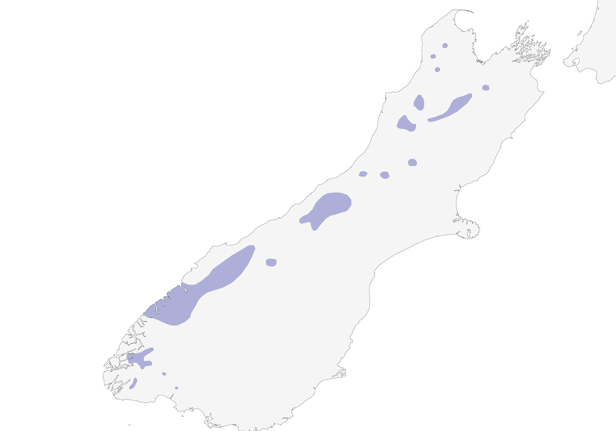 Scricciolo dell'Isola del Sud, Distribuzione 1
