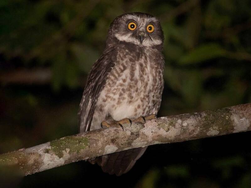 Nínox de Guadalcanal, Fotos 2