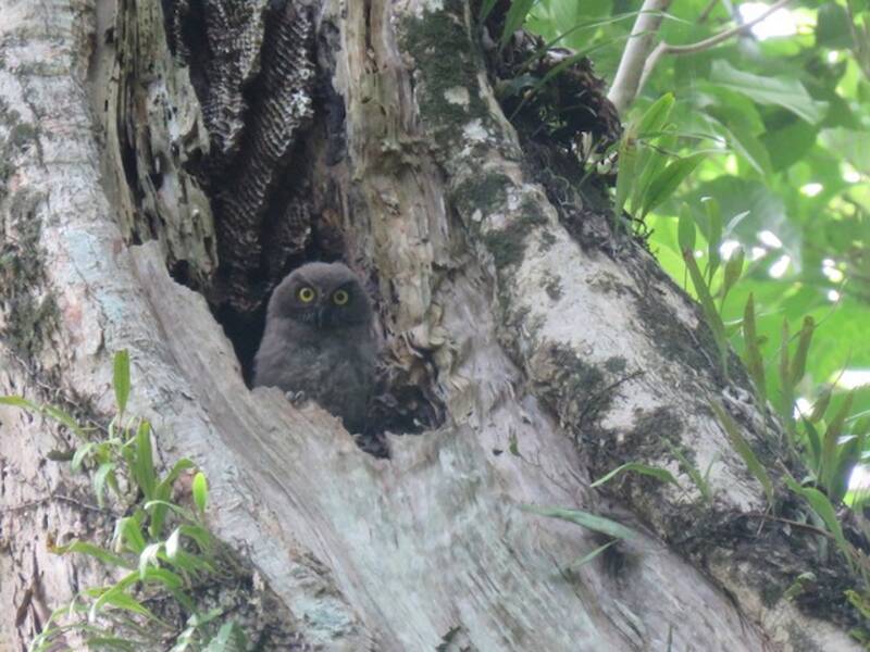 Nínox de Guadalcanal, Fotos 3