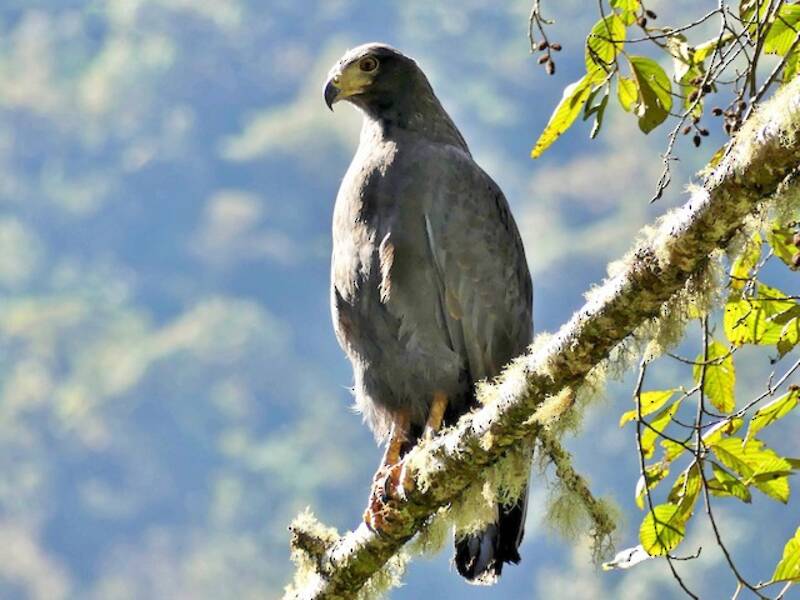 Einsiedleradler