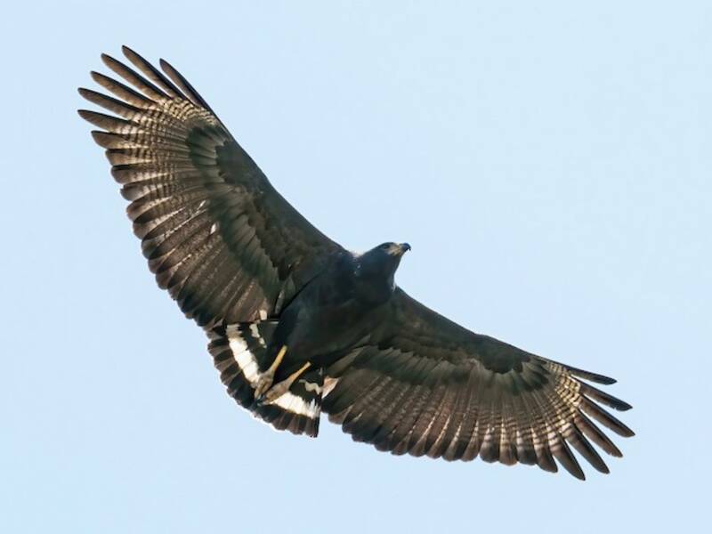 Solitary Eagle, Photos 3