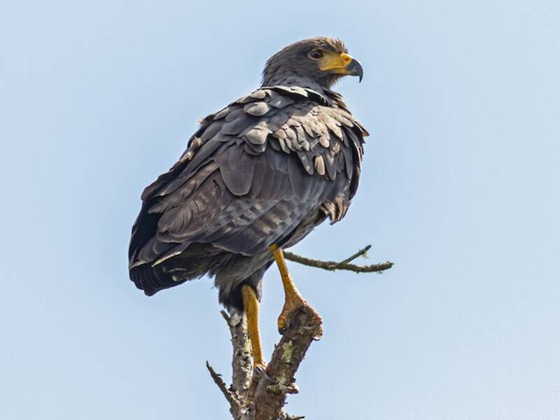 Solitary Eagle, Photos 2