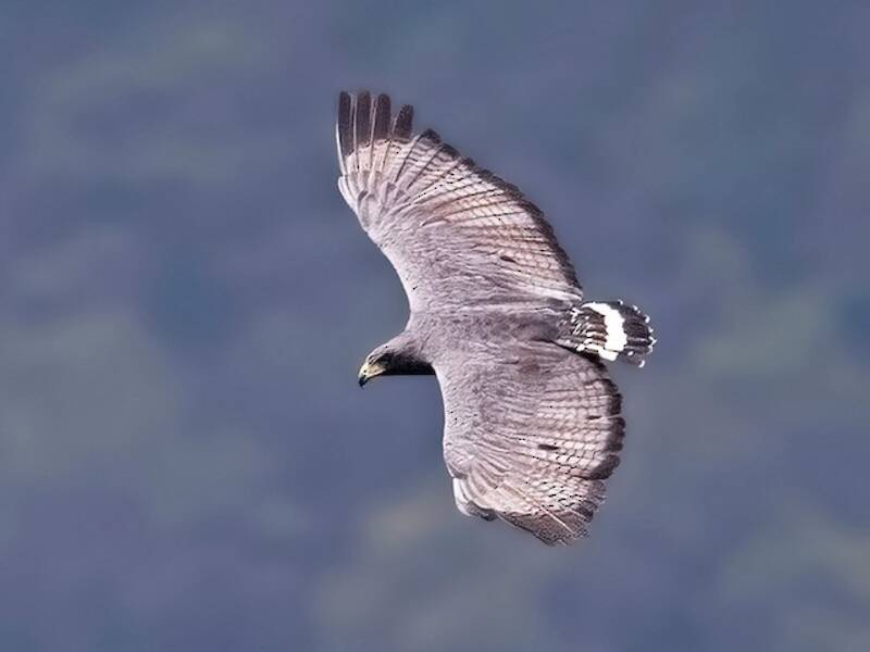 Solitary Eagle, Photos 4