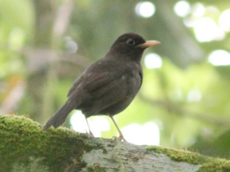 Solomons Island-Thrush