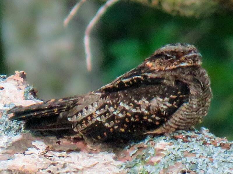 Solomons Nightjar, Photos 3