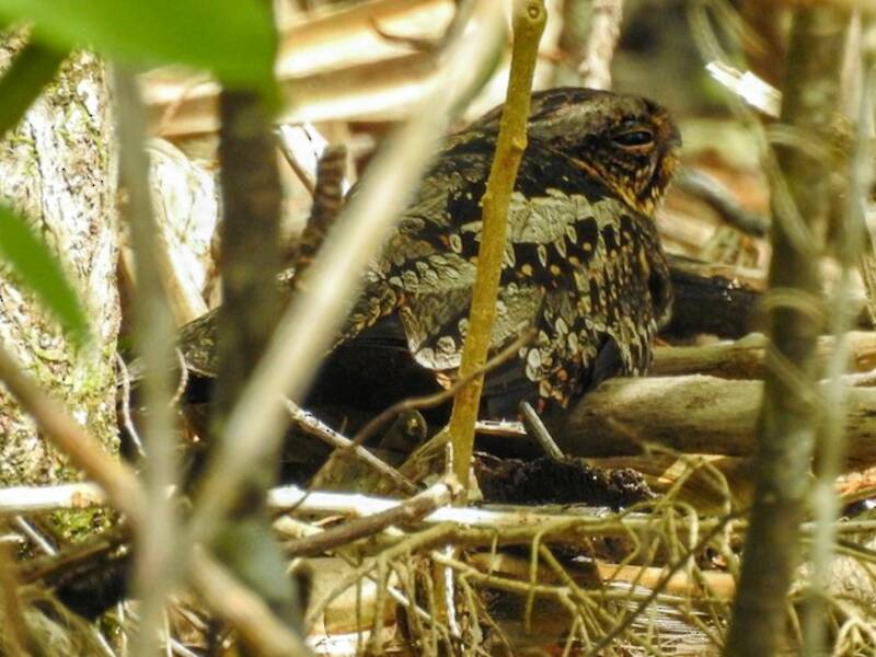 Solomons Nightjar, Photos 2
