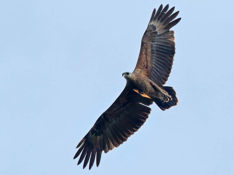 Sanford's Sea-Eagle, Photos 2