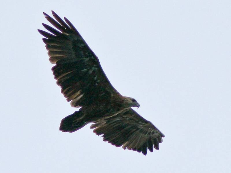 Sanford's Sea-Eagle, Photos 3