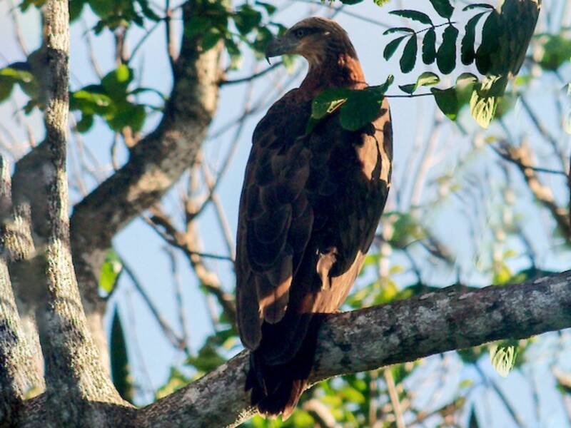 Sanford's Sea-Eagle, Photos 4