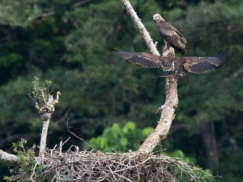 Sanford's Sea-Eagle
