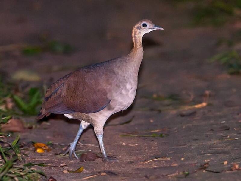Solitary Tinamou, 照片 2