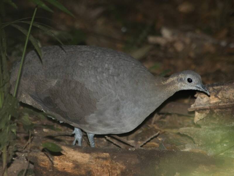 Solitary Tinamou, 照片 3