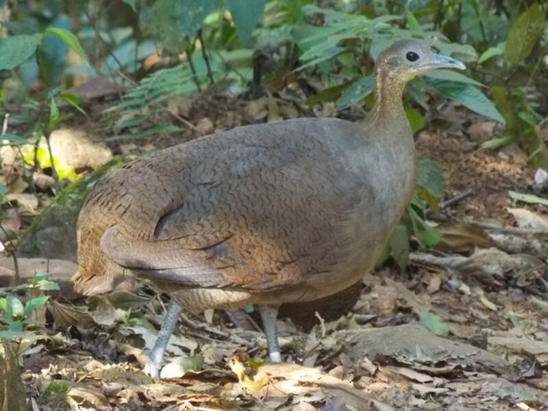 Solitary Tinamou, 照片 4