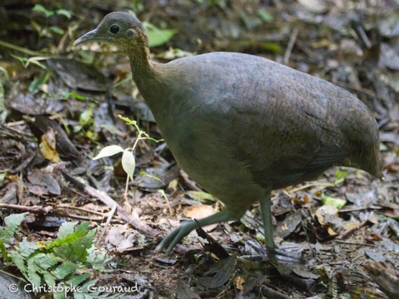 Solitary Tinamou