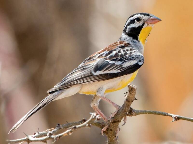 Somali Bunting