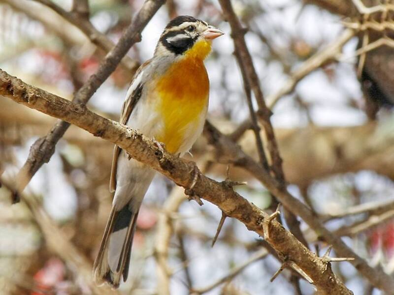Somali Bunting, 照片 2