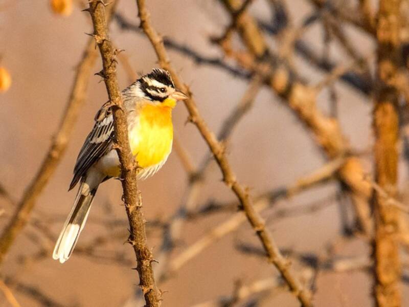Somali Bunting, 照片 4