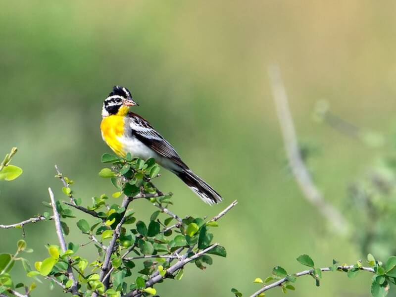 Somali Bunting, 照片 3