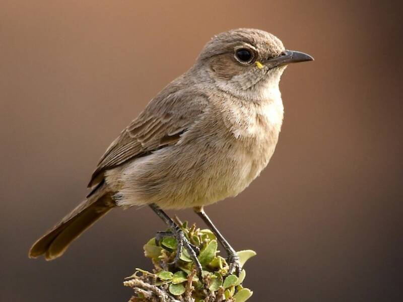 Sombre Rock Chat, Photos 2
