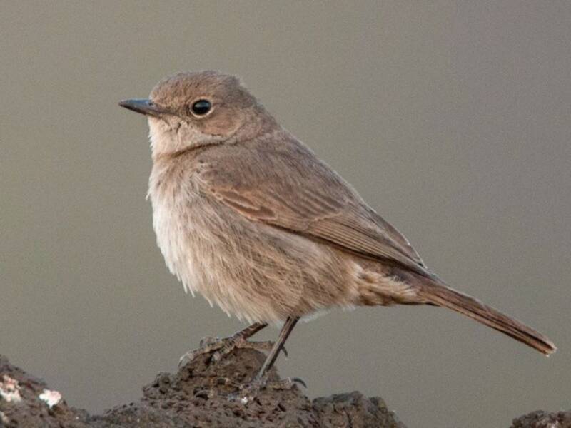 Sombre Rock Chat, Photos 4