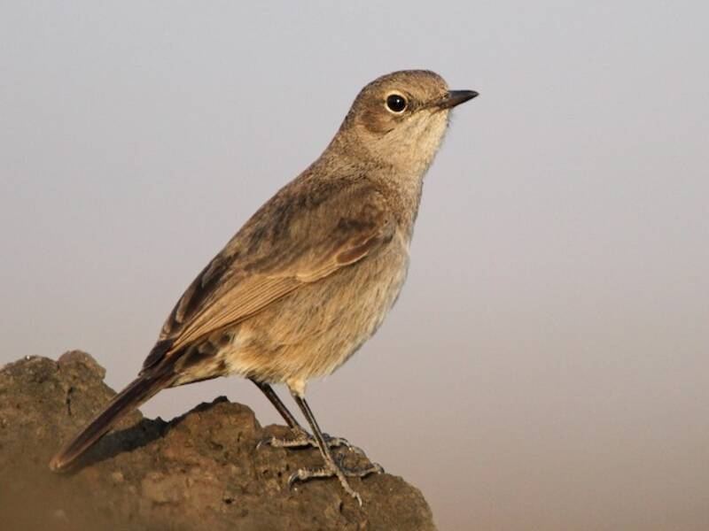 Sombre Rock Chat, Photos 3