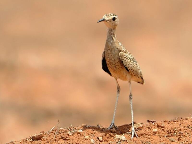 Somali Courser