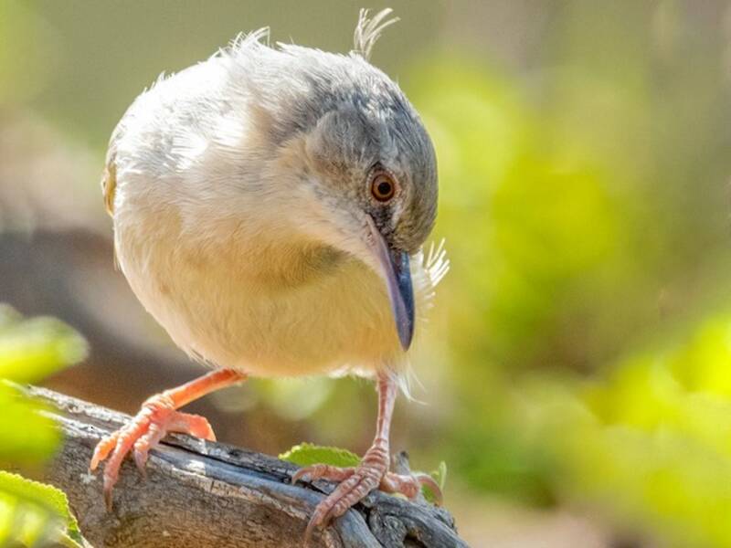 Somali Crombec, Photos 4