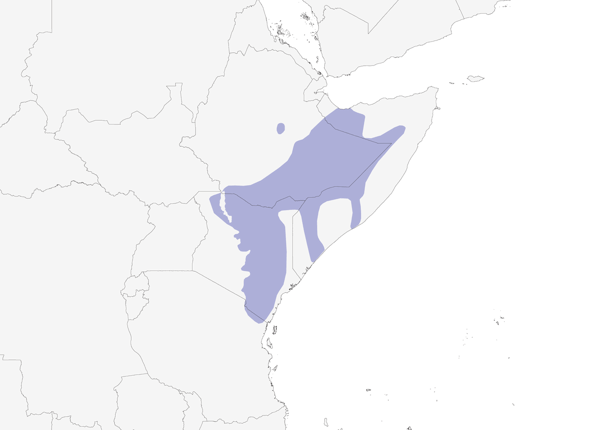 Somali Crombec, Distribution 1