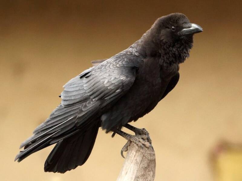 Somali Crow, Photos 3