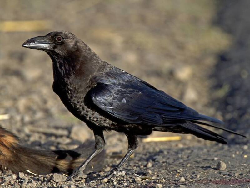 Somali Crow
