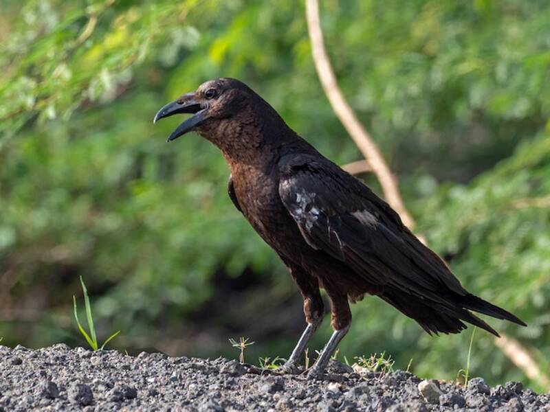 Somali Crow, Photos 2