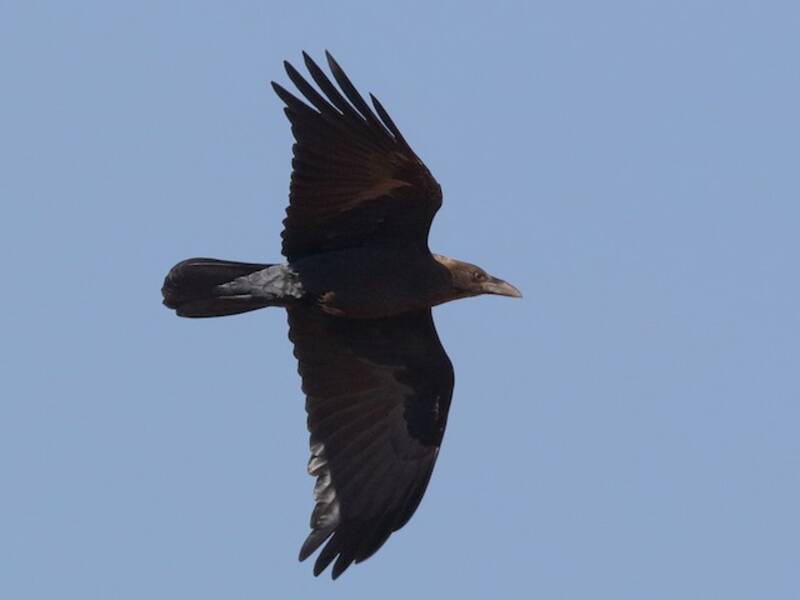 Somali Crow, Photos 4
